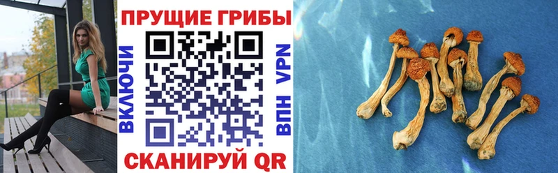 наркотики  Бородино  Псилоцибиновые грибы Magic Shrooms 